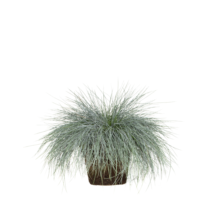 Festuca glauca